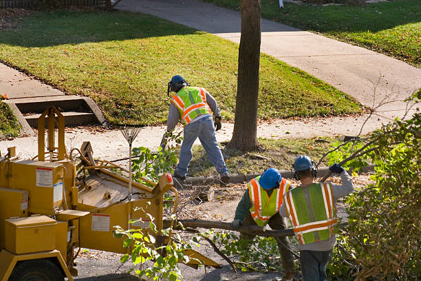 Piney Mountain, VA Tree Service Company